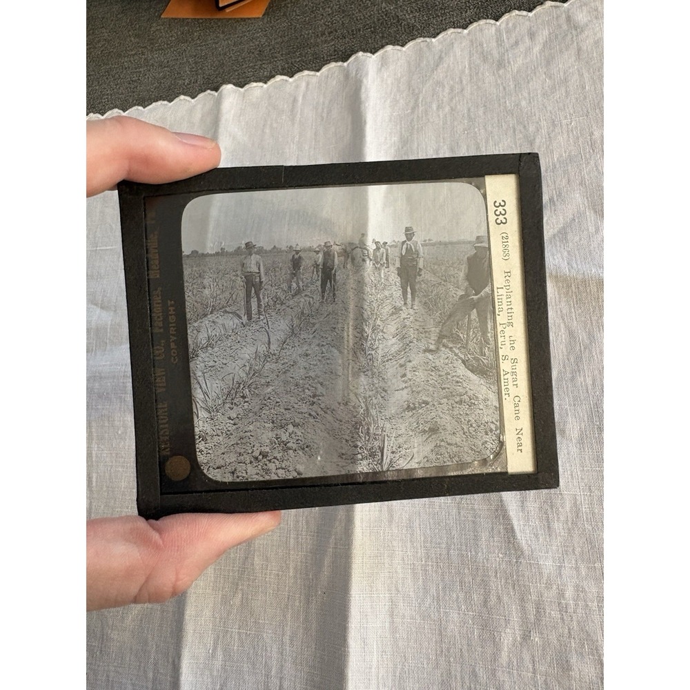 Magic Lantern GLASS Ephemera Replanting‎ Sugar Cane Near Lima, Peru S. America